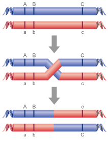 Recombination