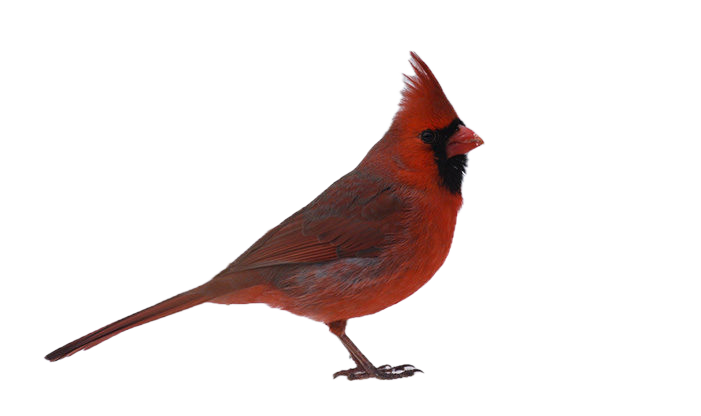 a cardinal
